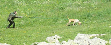 Los perros de Rastro a Trailla de bizkaia se clasifican este domingo en Karrantza