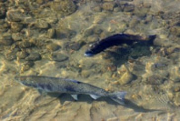 Finaliza la temporada de pesca de salmones en Navarra