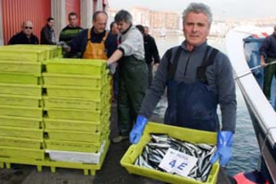 La biomasa de anchoa del Cantábrico crece en un año un 278%