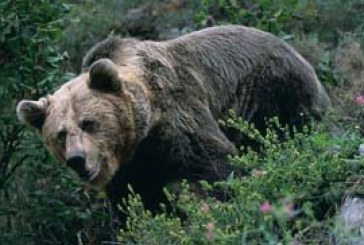 El proyecto asturiano «Frutos para el Oso», entre los mejores del mundo