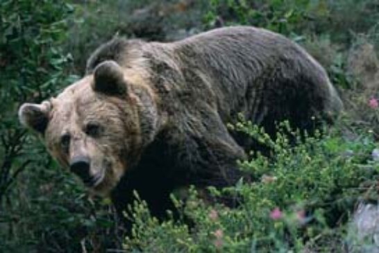 Fundación Oso Pardo y MARM, unidos para fomentar el hábitat y la conservación del oso pardo