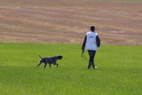 Campeonato autonómico caza práctica con perros británicos y continentales en la Valdorba