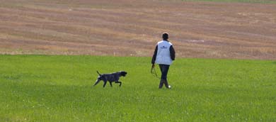 Campeonato autonómico caza práctica con perros británicos y continentales en la Valdorba