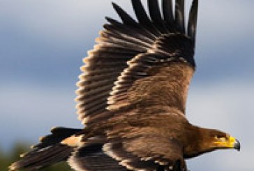 Tráfico de rapaces: la RFEC se personará como acusación particular