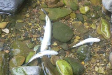La sociedad de pesca Fario denuncia la masacre de cientos de truchas en el río Miera