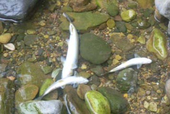 La sociedad de pesca Fario denuncia la masacre de cientos de truchas en el río Miera