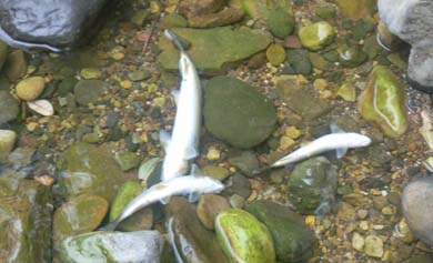 La sociedad de pesca Fario denuncia la masacre de cientos de truchas en el río Miera