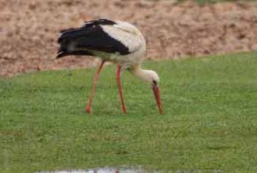 La cigüeñas engullen nidos y pollos, tanto coturnos, como del resto de las aves