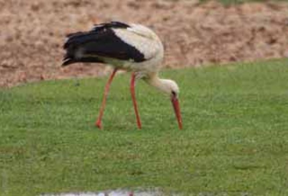 La cigüeñas engullen nidos y pollos, tanto coturnos, como del resto de las aves