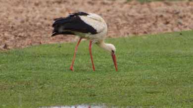 La cigüeñas engullen nidos y pollos, tanto coturnos, como del resto de las aves