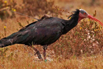 Medio Ambiente ayuda a localizar a dos ejemplares de ibis eremita en Marruecos