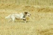 En plena pretemporada canina