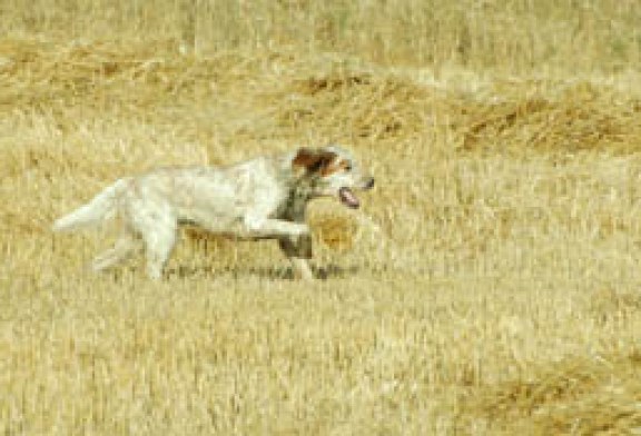 En plena pretemporada canina