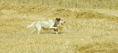 En plena pretemporada canina