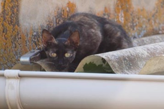 El gato doméstico es uno de los predadores más daniños para la biodiversidad