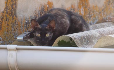 El gato doméstico es uno de los predadores más daniños para la biodiversidad