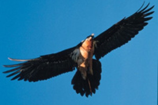 II Jornadas de las Aves en el collado de Lindus