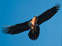 II Jornadas de las Aves en el collado de Lindus