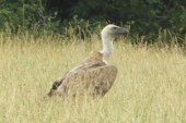 ¿Atacan realmente los buitres y otras aves carroñeras al ganado?