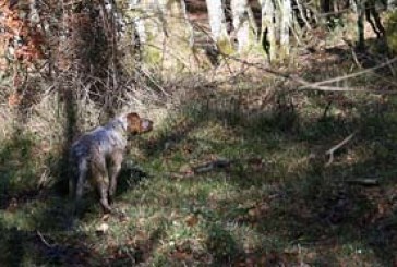 El alavés Natxo Olabe, campeón territorial de Caza Menor con Perro