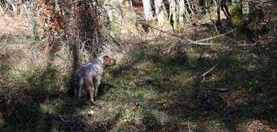 El alavés Natxo Olabe, campeón territorial de Caza Menor con Perro