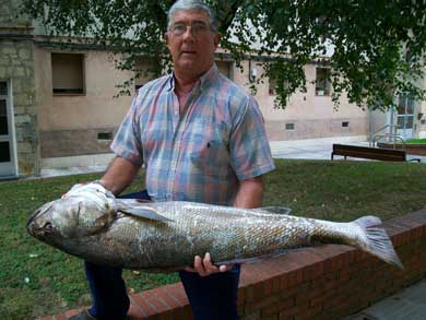 El durangués Pedro Ferreño captura una corvina de 17 kilos en el puerto de Ondarroa