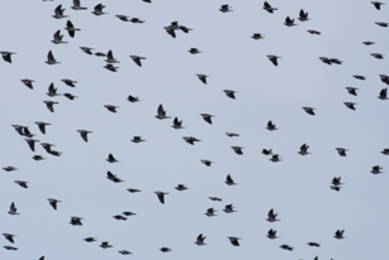 ??ltima hora: Considerable aumento de pase de paloma por Euskadi