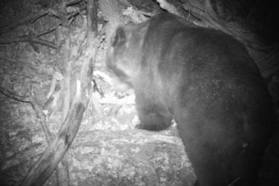 Capturan un oso pardo cantábrico que presentaba un comportamiento irregular