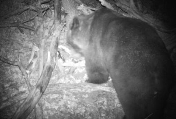 Capturan un oso pardo cantábrico que presentaba un comportamiento irregular