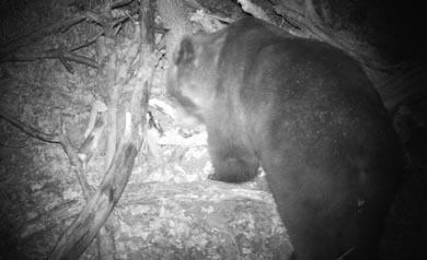 Capturan un oso pardo cantábrico que presentaba un comportamiento irregular