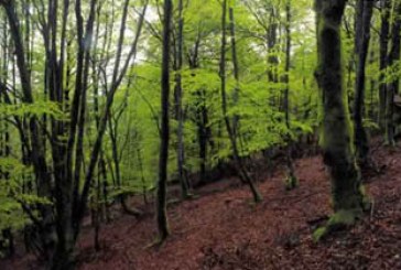 Bizkaia cuenta con su primer manual de buenas prácticas forestales