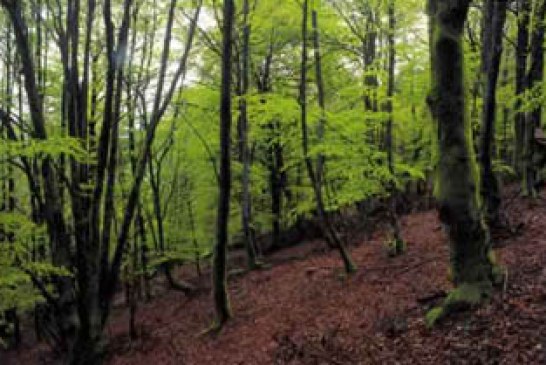 La caza, una aliada de la biodiversidad