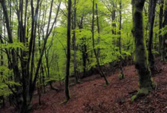 Bizkaia cuenta con su primer manual de buenas prácticas forestales