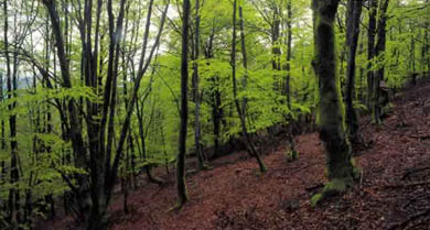 Bizkaia cuenta con su primer manual de buenas prácticas forestales