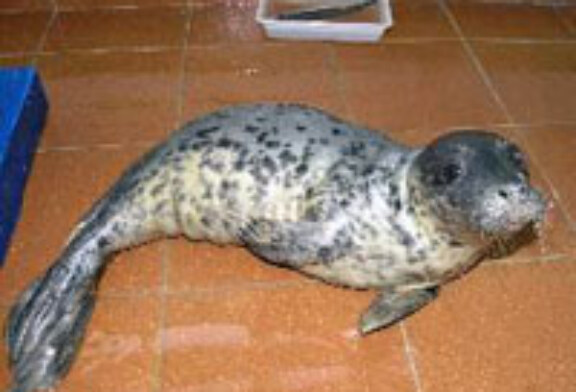 Un cachorro de foca gris se recupera de conjuntivitis en el centro de Gorliz