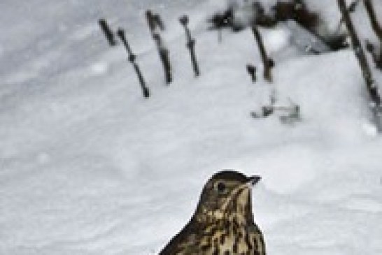 Euskadi y Navarra trabajan con otras comunidades en un protocolo común para prohibir la caza de aves por olas de frio en otros países