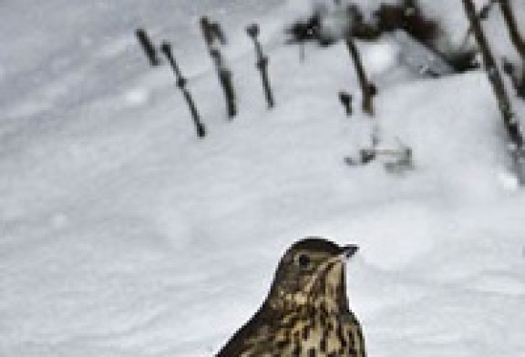 Euskadi y Navarra trabajan con otras comunidades en un protocolo común para prohibir la caza de aves por olas de frio en otros países