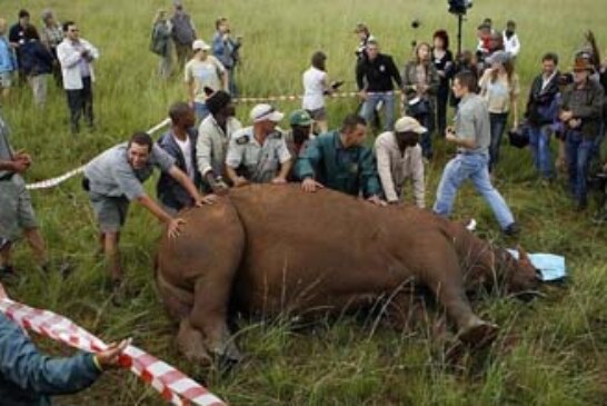 Matan a un rinoceronte en una demostración de una medida contra la caza furtiva