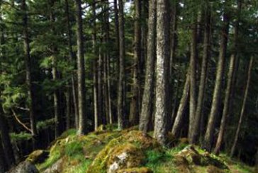 Bizkaia subvenciona medidas para la mejora, conservación y desarrollo de los bosques