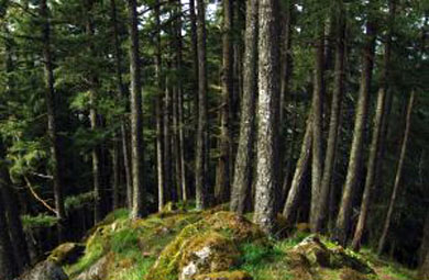Bizkaia subvenciona medidas para la mejora, conservación y desarrollo de los bosques