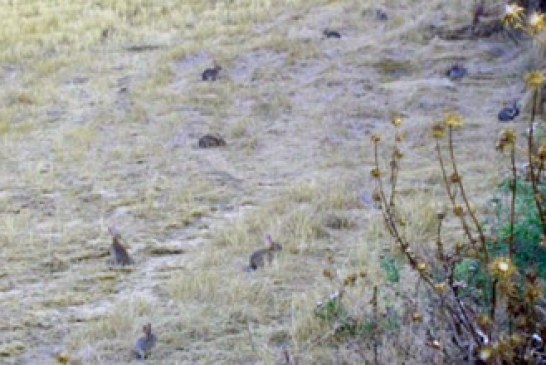 Cazadores y agricultores piden al MAGRAMA una solución contra la plaga de conejos