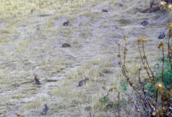 Cazadores y agricultores piden al MAGRAMA una solución contra la plaga de conejos