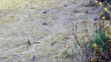 Cazadores y agricultores piden al MAGRAMA una solución contra la plaga de conejos