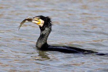 Autorizan la captura del cormorán grande en el río Esla para salvar la pesca