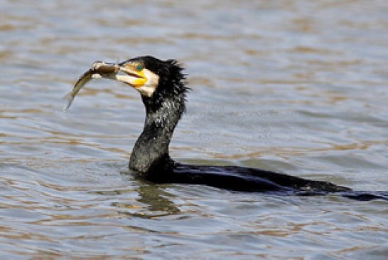 Autorizan la captura del cormorán grande en el río Esla para salvar la pesca