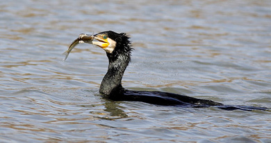 Autorizan la captura del cormorán grande en el río Esla para salvar la pesca