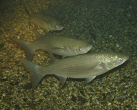 Bizkaia publica la normativa que regula la práctica de la pesca durante 2012