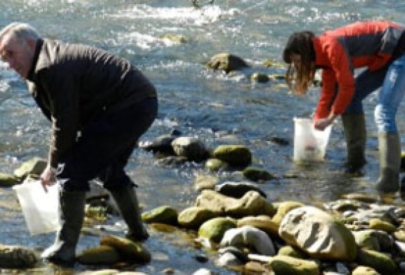 Repueblan con angulas la cuenca del río Urola