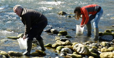 Repueblan con angulas la cuenca del río Urola