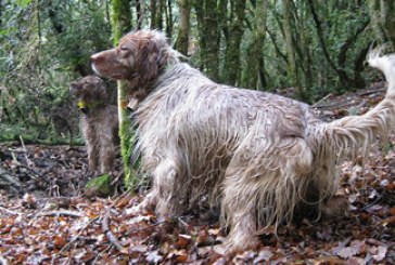 Las competiciones de campa, una alternativa para sacar a los perros